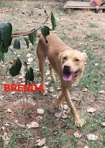 Brenda Foto 2